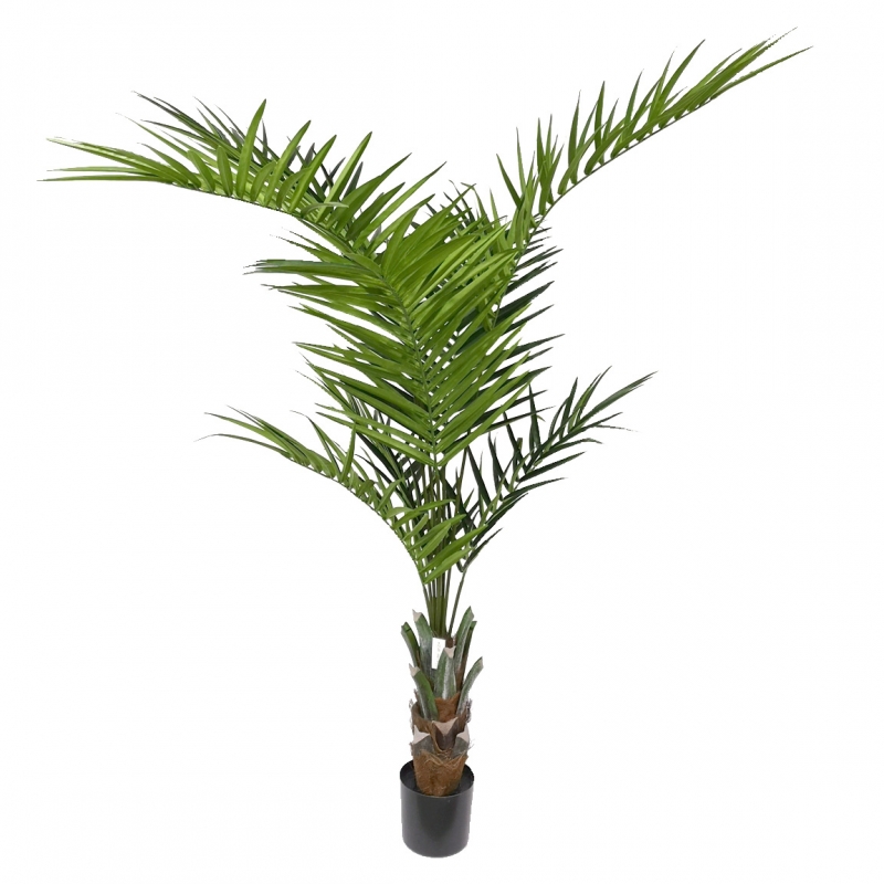 PLANTA KENTYA-ELABORADA/H.1.80